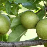 Саженец Груша Азийская Шинсейки